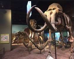 The second floor of the museum is separated into two sections which are the Modern Homeland and the Ancient Homeland. They explain the evolutionary hi